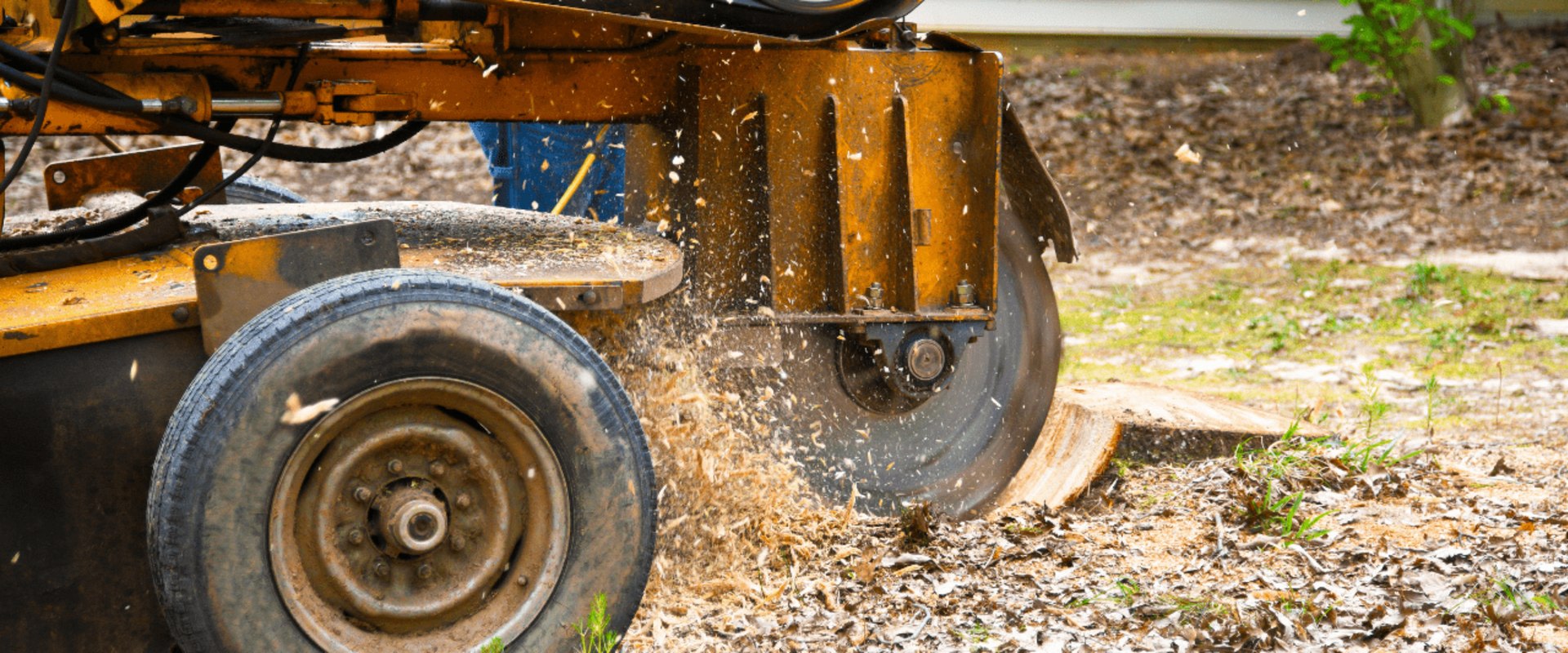 Top Reasons Why Residents Should Only Use Arborist Service For Stump Grinding In Berkeley County