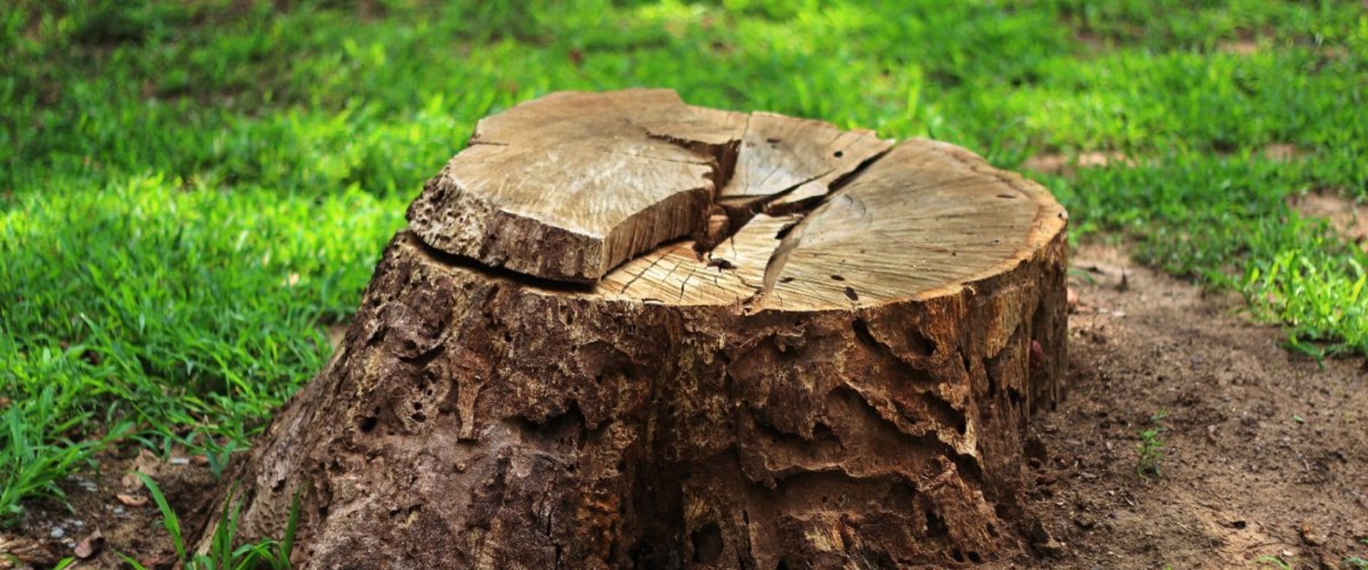 The Ultimate Guide to Stump Grinding