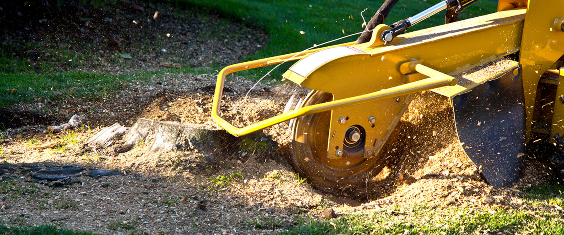 Why is Stump Grinding So Expensive?