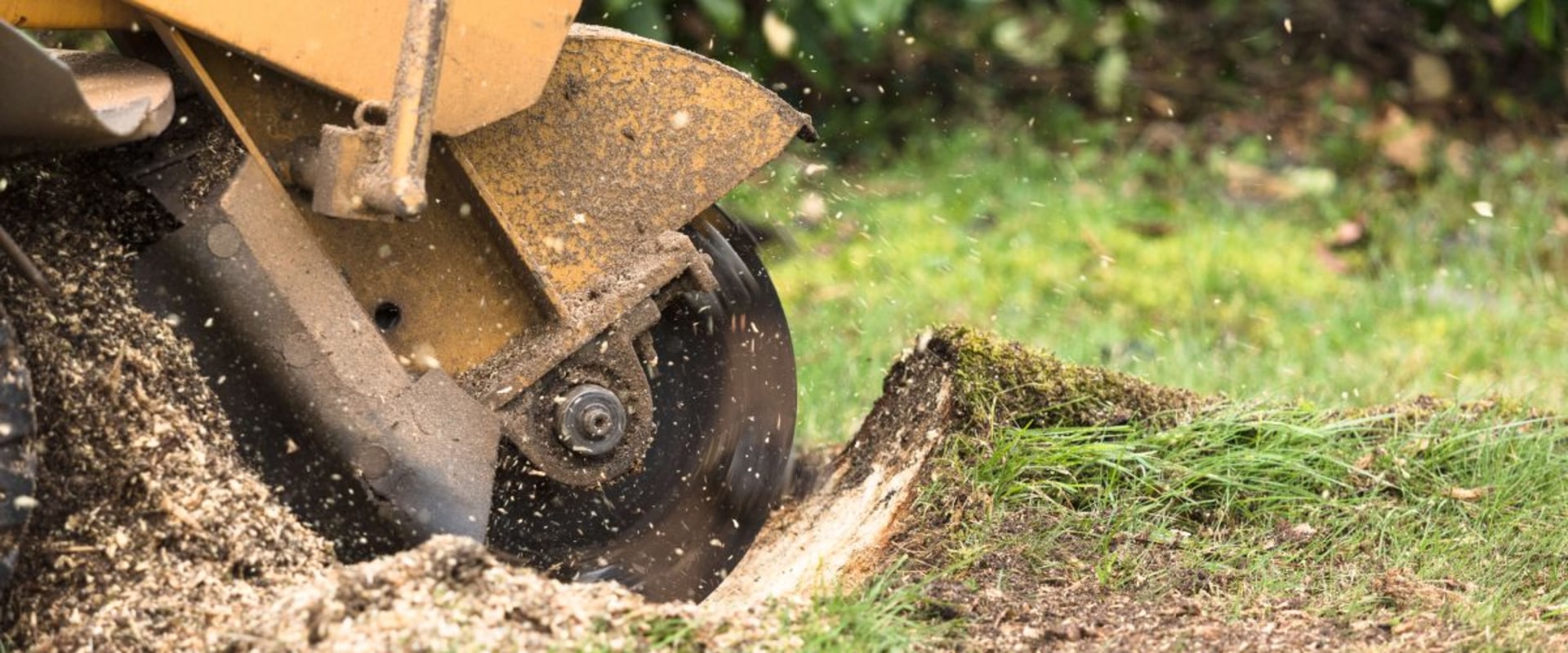 What to Know Before Grinding Tree Stumps