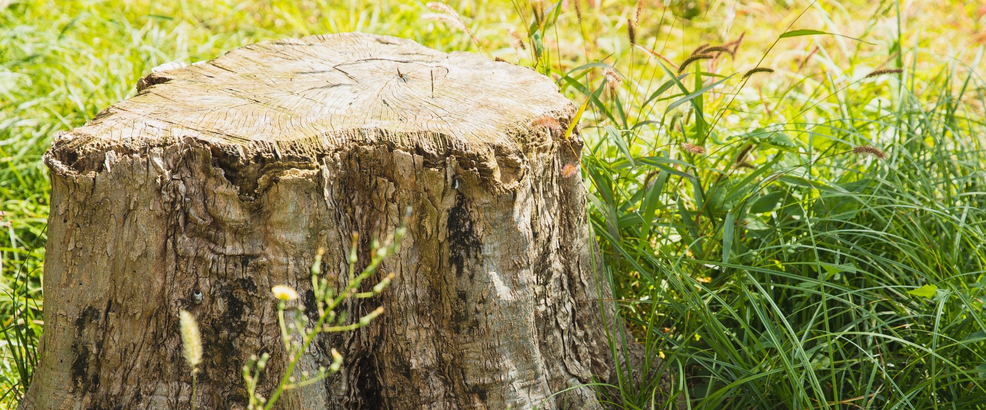 Unearthing Potential: The Importance Of Stump Grinding In Martinsburg Arborist Services