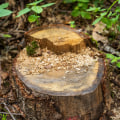 From Eyesore To Opportunity: How Stump Grinding Can Enhance Your Lancaster Property