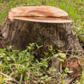 Is Stump Grinding Safe and Easy?