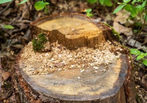 From Eyesore To Opportunity: How Stump Grinding Can Enhance Your Lancaster Property