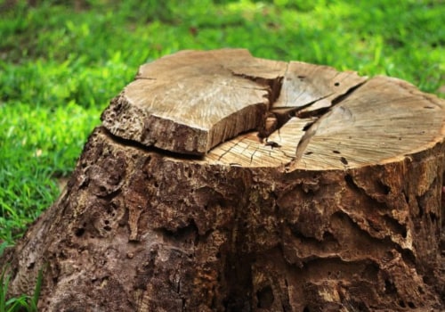 The Ultimate Guide to Stump Grinding