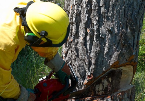 The Benefits of Tree Health Assessments and Stump Grinding in Virginia