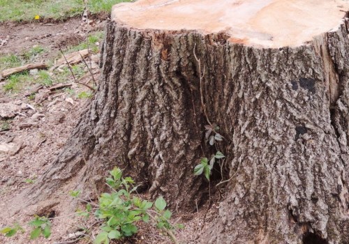 The Benefits of Stump Grinding: A Comprehensive Guide