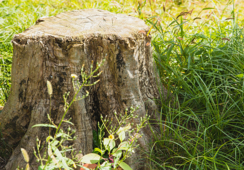 Unearthing Potential: The Importance Of Stump Grinding In Martinsburg Arborist Services